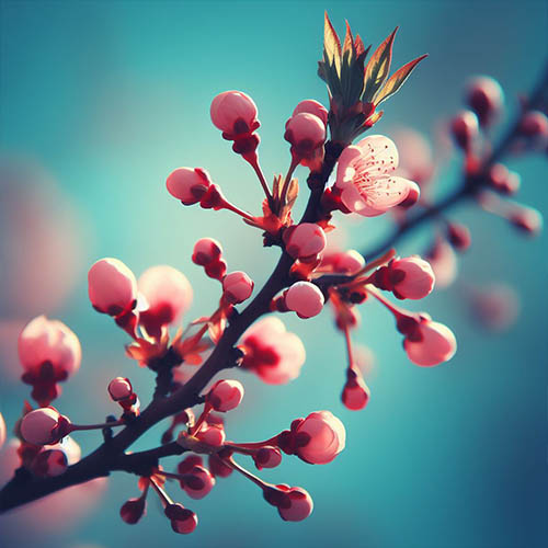 Gemmothérapie herboristerie Saint-Ouen-du-Tilleul